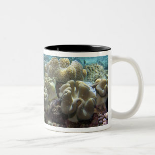 Taza Bicolor Coral, Arrecife Agincourt, Gran Barrera de Coral,