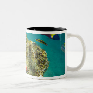 Taza Bicolor Cortez Rainbow Wrasse macho y hembra y mar