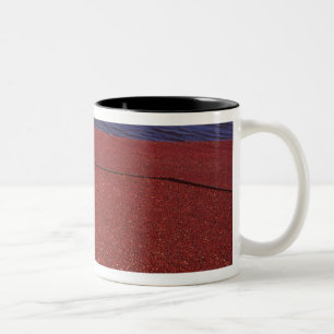 Taza Bicolor Cosecha de arándanos, Middleboro, MA, EE. UU.