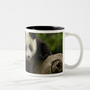 Taza Bicolor cría de panda gigante