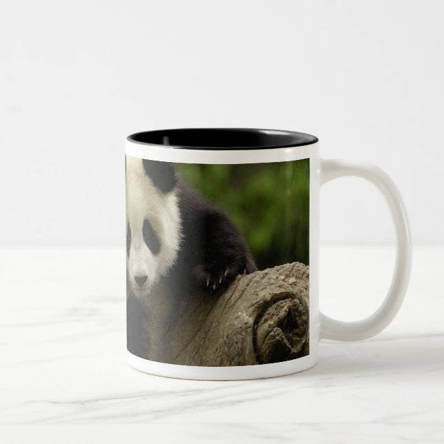 Taza Bicolor cría de panda gigante (Derecha)