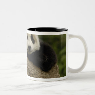 Taza Bicolor Cría de panda gigante (Ailuropoda melanoleuca)