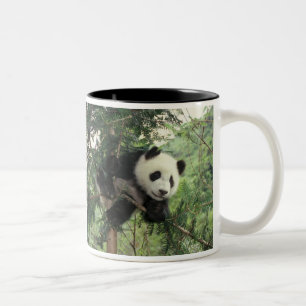 Taza Bicolor cría de panda gigante trepa a un árbol, Valle de W