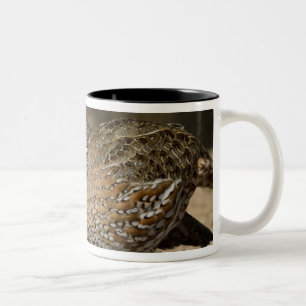Taza Bicolor crías de codorniz colín de Virginia en estanque pa