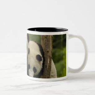 Taza Bicolor Crías de panda gigante (Ailuropoda melanoleuca)