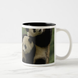 Taza Bicolor crías de panda gigante Ailuropoda melanoleuca)