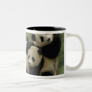 Taza Bicolor Crías de panda gigante (Ailuropoda melanoleuca)