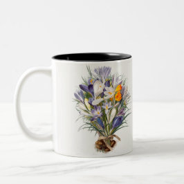 Taza Bicolor Crocus Spring Flower Botanical Floral Art