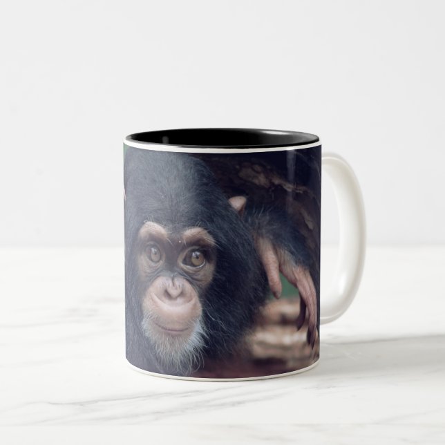 Taza Bicolor cute baby Chimpanzee (Anverso derecho)
