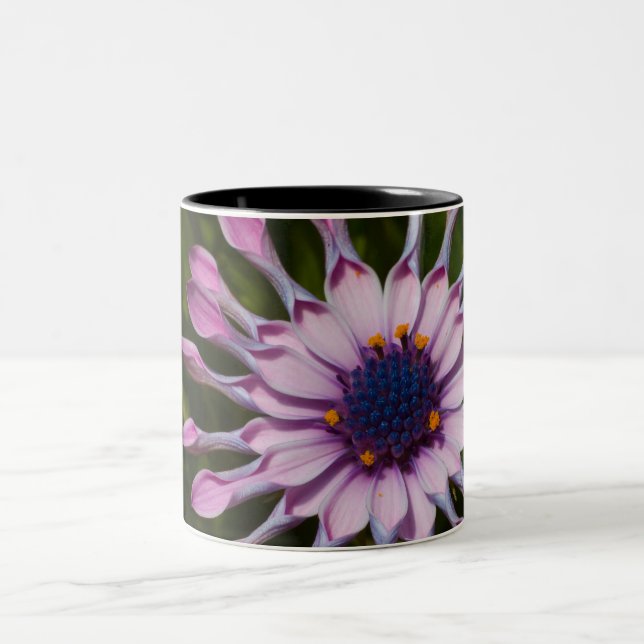 Taza Bicolor Daisy africano rosado (Centro)