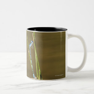 Taza Bicolor Damselflies de acoplamiento