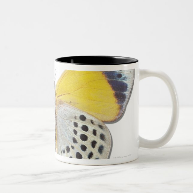 Taza Bicolor Davisi de Calithea (Derecha)