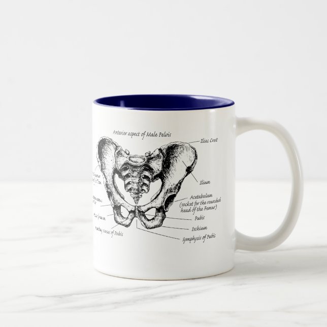Taza Bicolor Detalles masculinos de la pelvis (Derecha)