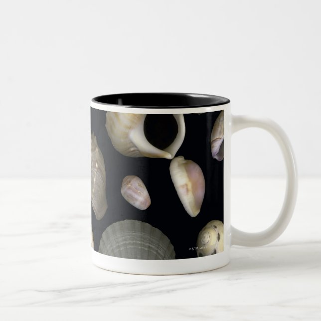 Taza Bicolor Diversas cáscaras del mar (Derecha)