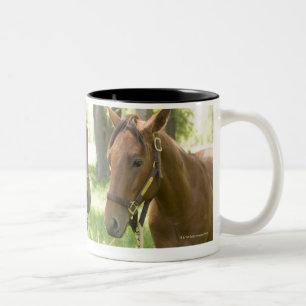 Taza Bicolor Dos caballos cuartos americanos que se colocan en