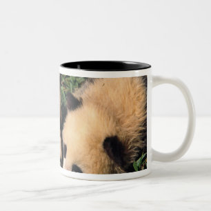 Taza Bicolor Dos crías de panda en el arbusto de bambú, Wolong,