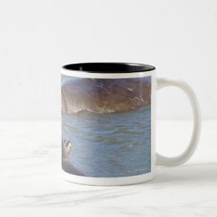 Taza Bicolor Dos hipopótamos en un río, parque nacional de
