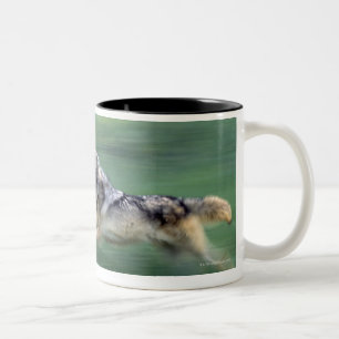 Taza Bicolor Dos lobos en prado de la montaña
