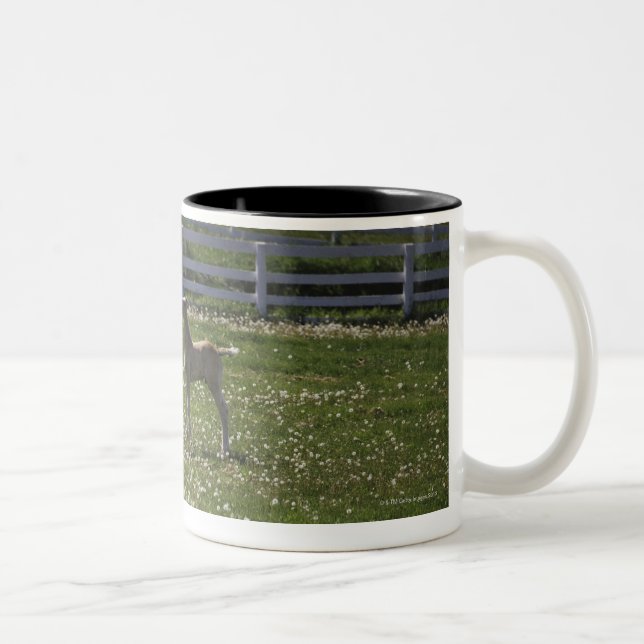 Taza Bicolor Dos potros en campo (Derecha)