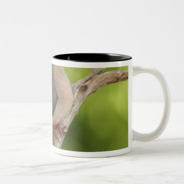 Taza Bicolor Dove de luto, Zenaida macroura (Derecha)