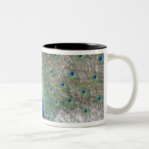 Taza Bicolor Dubrovnik, Croacia, isla de Lokrum, colorida
