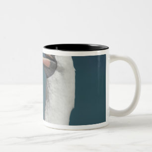 Taza Bicolor Ecuador, Galápagos. Isla Genovesa también conocida
