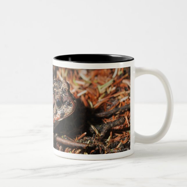 Taza Bicolor Edmonton, Alberta, Canadá 3 (Derecha)