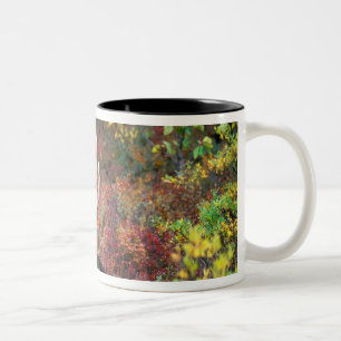 Taza Bicolor EE. UU., Alaska, Parque Nacional Denali, Alce mach