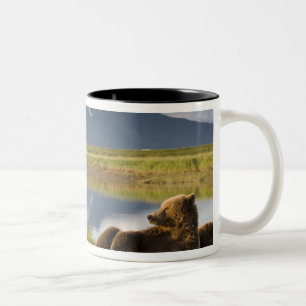 Taza Bicolor EE. UU., Alaska, Parque Nacional Katmai, Osos pard