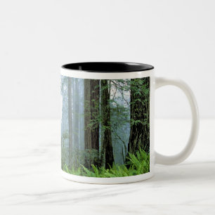 Taza Bicolor EE. UU., California, Parque Nacional Redwood. Árbo