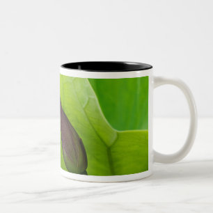 Taza Bicolor EE. UU.; Carolina del Norte; Hoja y brote de loto