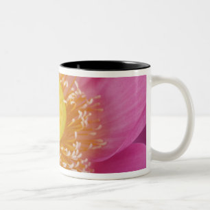 Taza Bicolor EE. UU.; Carolina del Norte; Loto floreciendo en e