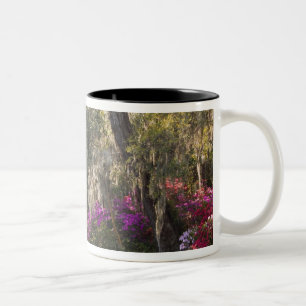 Taza Bicolor EE. UU., Carolina del Sur, Charleston. Cipreses 2