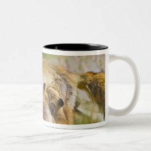 Taza Bicolor EE. UU., Colorado, Breckenridge. Madre de zorro ro
