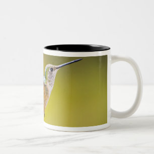 Taza Bicolor EE. UU., Colorado, condado de Summit, Heeney. Vist
