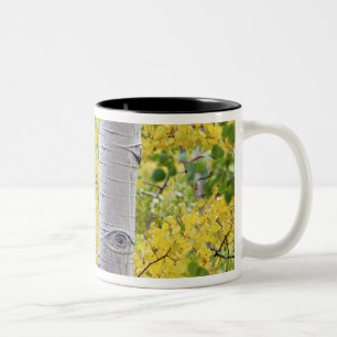 Taza Bicolor EE. UU., Colorado, Montañas Rocosas.  Intimo álamo