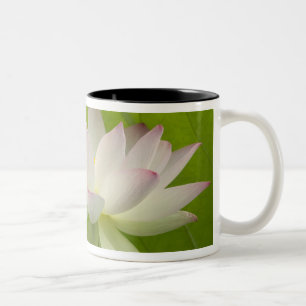 Taza Bicolor EE. UU., DC, Washington, Kenilworth Acuático