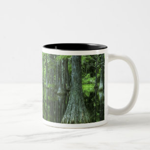 Taza Bicolor EE. UU., Florida, Bosque Nacional Apalachicola, Ca