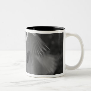 Taza Bicolor EE. UU., Florida, Gran Garza Blanca (Ardea alba) i
