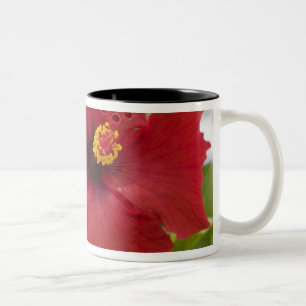 Taza Bicolor EE. UU., Hawái, Oahu. El Hibisco es el