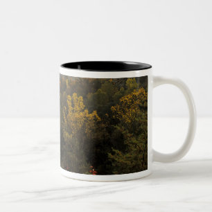 Taza Bicolor EE. UU., Kentucky. Bosque Nacional Daniel Boone.