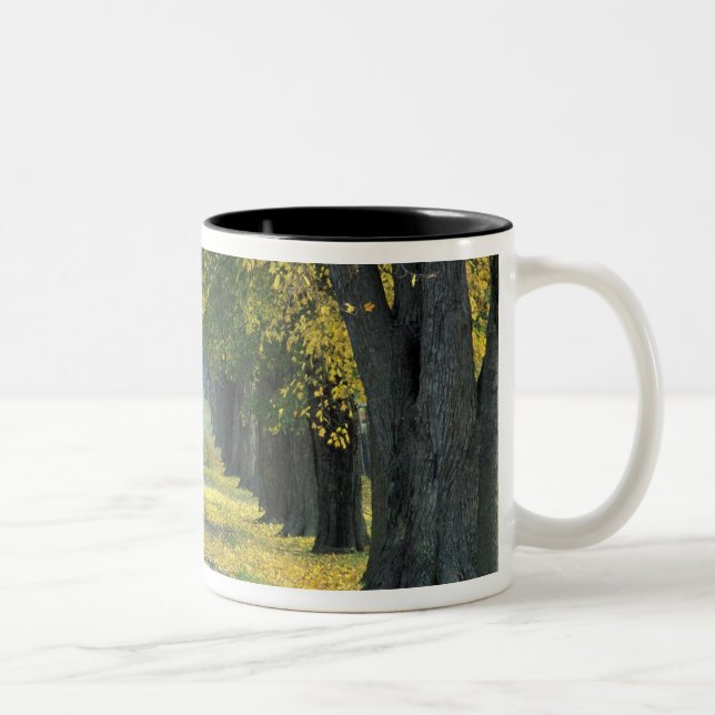 Taza Bicolor EE.UU., Kentucky, Louisville. Camino arbolado en (Derecha)