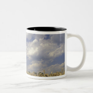 Taza Bicolor EE. UU., Kentucky, Louisville. Cultivo de trigo y