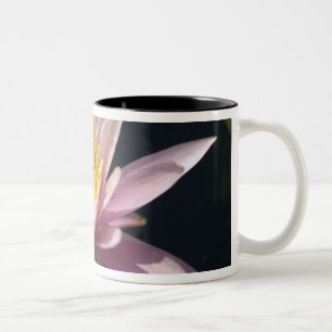 Taza Bicolor EE. UU., Massachusetts, Great Barrington, hoja de