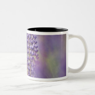 Taza Bicolor EE. UU., Minnesota del noreste, cerca de Silver Ba