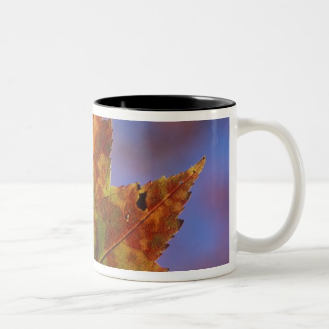 Taza Bicolor EE.UU., New Hampshire, White Mountains, Franconia (Derecha)