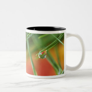Taza Bicolor EE. UU., Nordeste, Agujas de pino con gotas de
