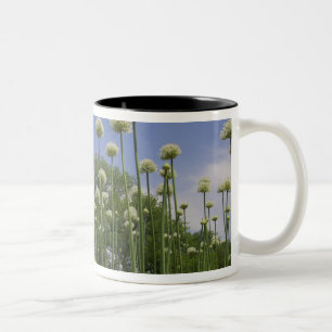 Taza Bicolor EE. UU., Nueva Inglaterra, Massachusetts, Boston,