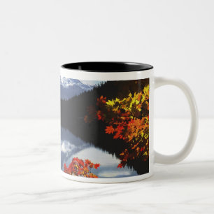 Taza Bicolor EE. UU., Oregón, Bosque Nacional Mt. Hood.
