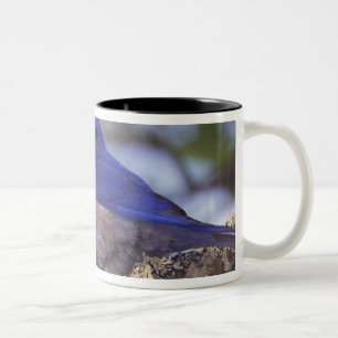 Taza Bicolor EE. UU., Oregón. Macho de azulejo occidental